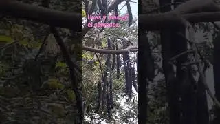&iquest;como los conoces en tu pa&iacute;s? En El Salvador lo conocemos coma carao muy rico en fresco 😋