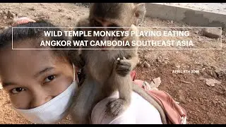 WILD TEMPLE MONKEYS PLAYING EATING ANGKOR WAT CAMBODIA SOUTHEAST ASIA