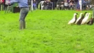 Dog and Duck Show
