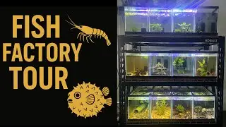 Fish Factory Tour! You literally have to see it 