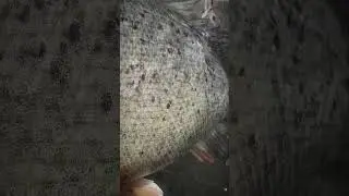 BEST FISHING Rod #fishingvideos