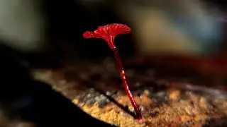 东方赤小菇&mdash;&mdash;摄于肇庆鼎湖山