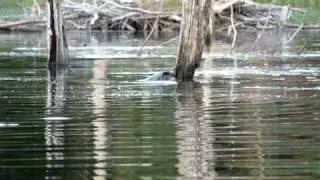 Mating Snapping Turtles