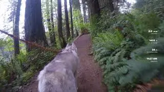 Silver Falls Hike