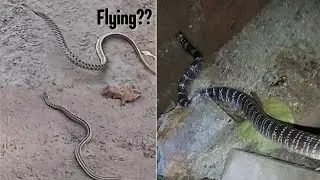 WHAT?? I Found a Snake in my house | Caught Water Snake | Desert Snake