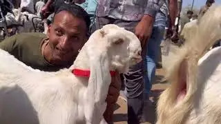 Riverfront bakra mandi UPDATE 16/02/25 at (THE AGF)