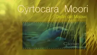 Cyrtocara moori . (Delfin del Malawi)