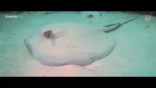 Two massive Caribbean Whiptail Stingrays