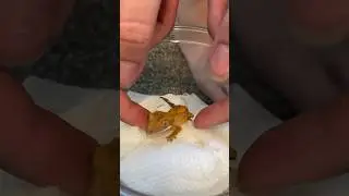 four years of owning my crested gecko 🤍 | Kam&rsquo;s Reptiles