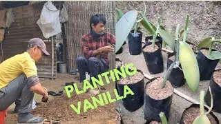 Vanilla planting 