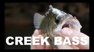 CLEAR WATER BASS FISHING ON TOPWATER CICADAS 4K