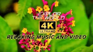 relaxing video 4k|NATURAL 4K 60fps| mountain, flowers, breads, animals, RELAXING MUSIC 