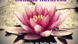Som da Natureza - Can&ccedil;&atilde;o do Velho Xam&atilde;