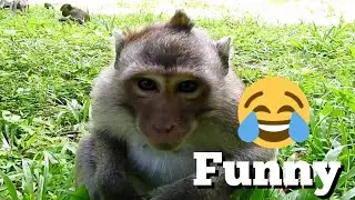 Wow Monkey Show Body Looking Funny, Monkey Make Everyone Happy Together
