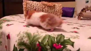 Hamster Play Time