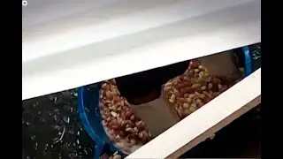 &iexcl;La salud en peligro! Ajos son pelados de forma totalmente insalubre