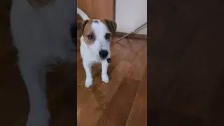 Вилл был как никогда близок провалу🐕 #джекрасселтерьер #shortsyoutube #jackrussellterrier