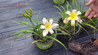 How to hybridize daylilies that are difficult pod setters
