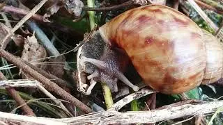 A snail crawling on the ground covered with fallen leaves