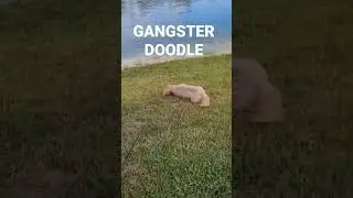 Dancing Dog!! Riding Dirty!! #doodle #goldendoodle #dog #cute #funnydogs #shorts #trending