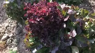 Tuintips-Live   Bermsnacken Daggeldersweg Tuincursus-Online