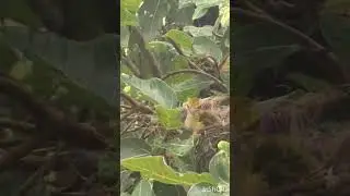 Cute baby of Indian Golden Oriole#Mango Bird#yellow Bird