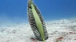 Fascinating creature of the week: Sea Pen