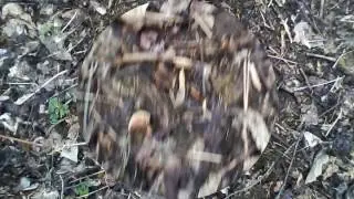 Bigfoot Footprints Strange Ohio