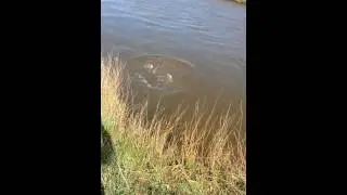 Salmon fishing in denmark opening day