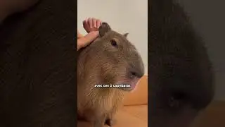 We ADOPT a CAPYBARA!! 😍🔥 #capybara #japan #humor #funny #joke #couple #shorts