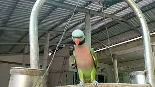 vẹt n&oacute;i chuyện