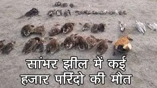 Death toll of migratory birds in Rajasthan's Sambhar Lake reaches 17,000