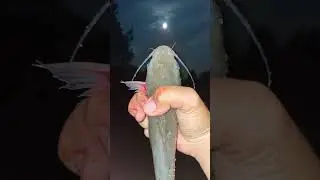 An absolute tank of a catfish lol and if u would like and sub