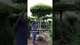 #plants #garden #bonsaitree #roseplant #islamabad #gujrat #karachi #england