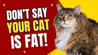 How Vets Should Talk About Feline Obesity - Purr Podcast
