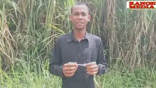 Je, wajua juu ya malisho ya Nyasi Tembo//Elephant grass//penisetum parparium??