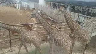 unity park addis abeba #camera #editing #youtube #addisababa #tour #visit #park #nature #zoo #animal