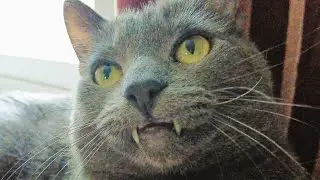 Cat VS Little String 2