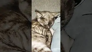 Your Mama when you still Sleeping for 16 hours #cute #Cat #shorts #pets