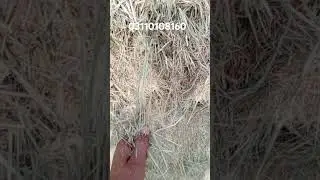 @RhodesGrass-j7u @Hay @DiscoverAgriculture