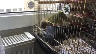 Crazy bird tries to escape from his cage