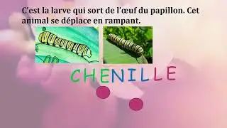Le cycle de la vie du papillon l'histoire de Manon Maternelle primaire. devinette 1
