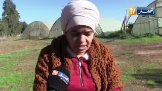 الشلف: 