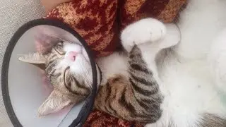 monica, sen tanıdığım en güzel kedisin