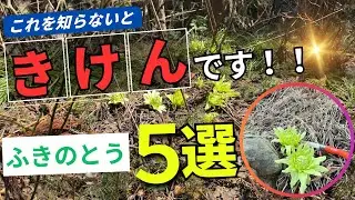 これを知らないで『ふきのとう』を食べると本当に危険です！
