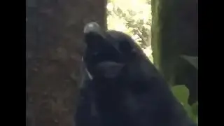 Jungle crow (Corvus macrorhynchos)