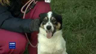 Światowy dzień kundelka. Psy z opolskiego schroniska polecają się do adopcji