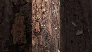 White Termite On Wood
