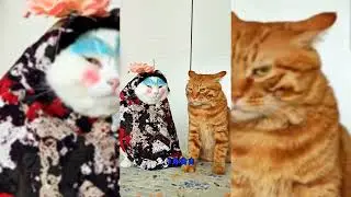 Cat with an Incredible Brain 😲 Funny Cat Videos 2025