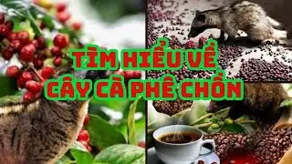# #review # t&igrave;m hiểu về c&agrave; ph&ecirc; chồn # cafe # cafe chon